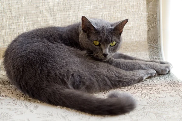 Chartreux gato Imagen De Stock