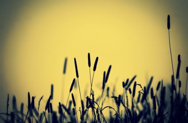 Güzel doğa arkaplanı