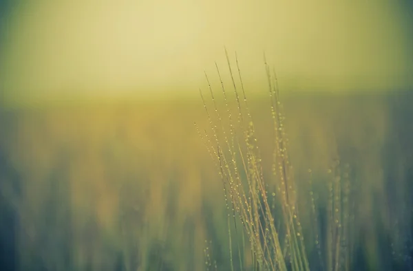 Hermosa naturaleza fondo —  Fotos de Stock