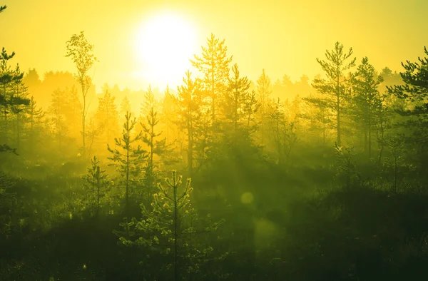 Schöne Natur Hintergrund — Stockfoto