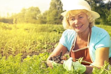 Sebze bahçesi içinde havuç hasat