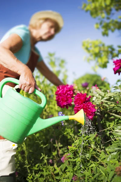 Rega de flores no jardim — Fotografia de Stock