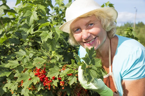 Sammlung rote Johannisbeeren — Stockfoto