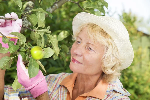 Glückliche Seniorin pflückt Äpfel — Stockfoto