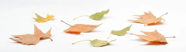 Juego Las Hojas Secas Del Árbol Cortado Sobre Fondo Blanco — Foto de Stock