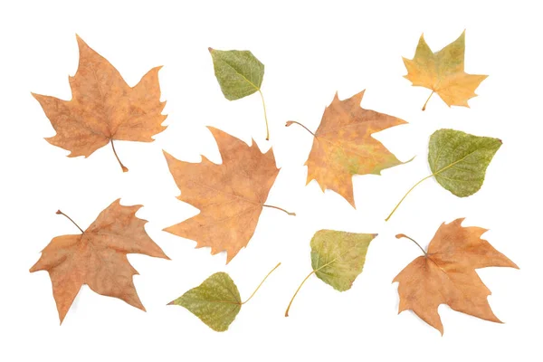 Dry Leaves White Background Autumn — Stock Photo, Image