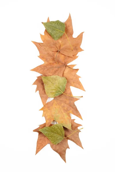 Trockene Blätter Auf Weißem Hintergrund Herbst — Stockfoto