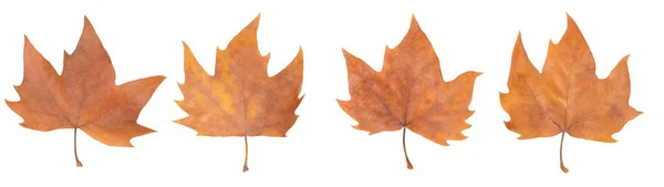 Set Aus Getrockneten Blättern Eines Baumes Ausgeschnitten Auf Weißem Hintergrund — Stockfoto