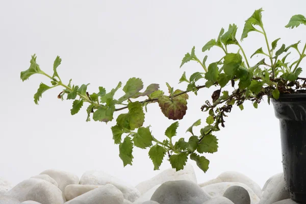 Details of the branch of a plant — Stock Photo, Image