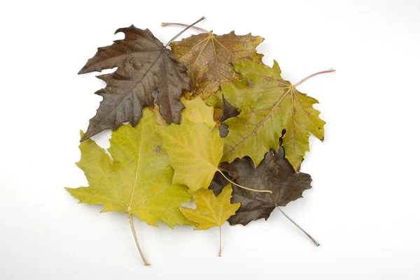 Feuilles d'arbres tombées — Photo