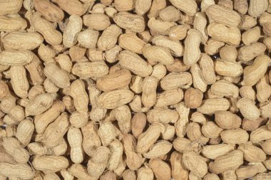 Fıstık, tam kare resmi