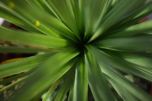 Bladeren van een plant — Stockfoto