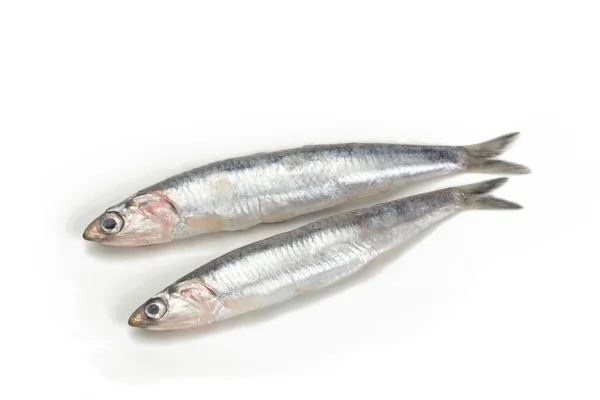 Anchoas frescas o crudas sobre fondo blanco — Foto de Stock