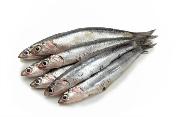 Anchoas frescas o crudas sobre fondo blanco — Foto de Stock