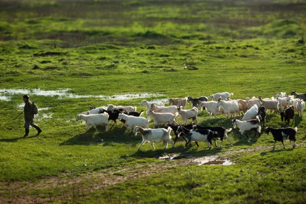 Herder Stockfoto