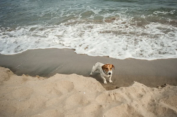 Dog at beach — Stock Photo, Image
