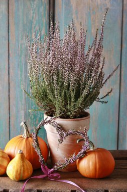 Heather (Calluna vulgaris) ve kabaklar