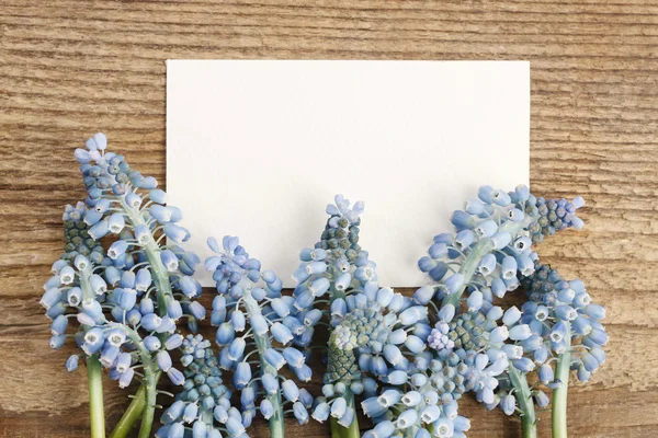 Μπλε muscari λουλούδια (υάκινθος σταφυλιών) σε ξύλινα φόντο — Φωτογραφία Αρχείου