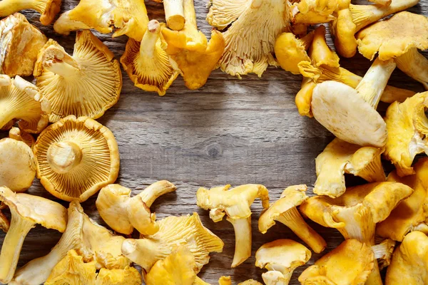 Cantharellus cibarius, vulgarmente conhecido por chanterelle — Fotografia de Stock