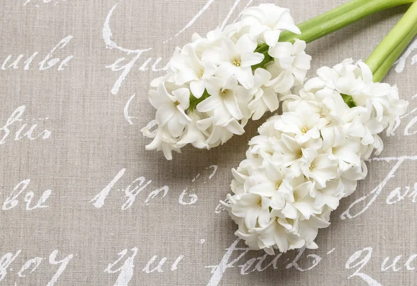 Witte hyacinten bloemen op grijze achtergrond met de handgeschreven woorden — Stockfoto