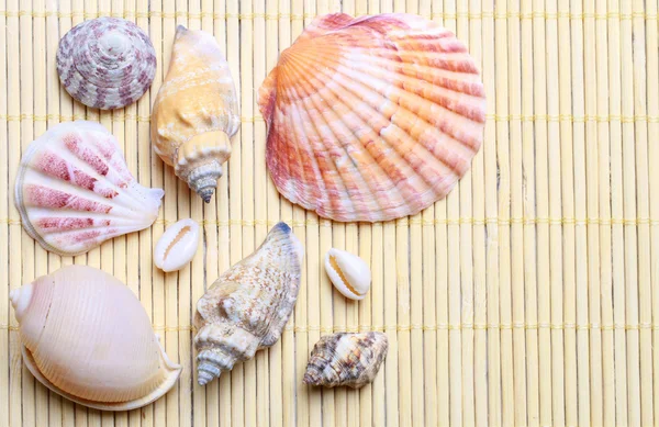 Seashells - symbol of happy holidays — Stock Photo, Image