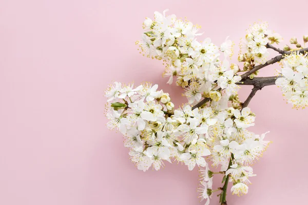 Fiore di ciliegio su sfondo rosa — Foto Stock