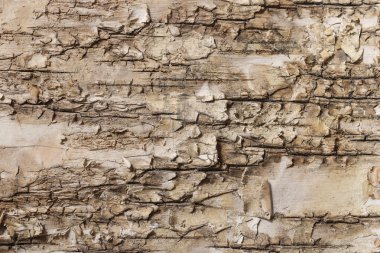 Kabuk doğal arka plan