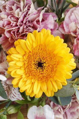 Papatya sarı gerbera