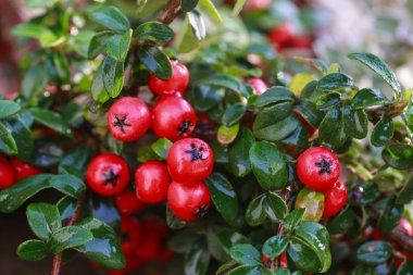 Red berries (cotoneaster horizontalis) in the garden clipart