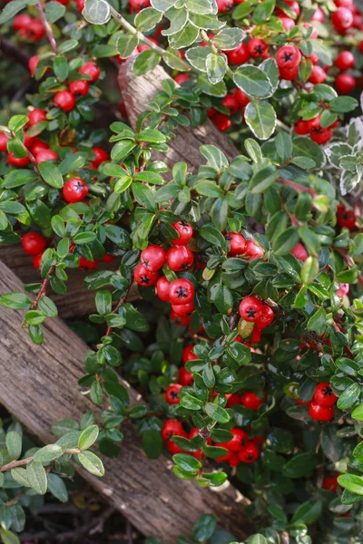 Czerwone jagody (cotoneaster horizontalis) w ogrodzie — Zdjęcie stockowe