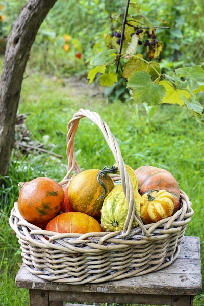 Panier de citrouilles — Photo