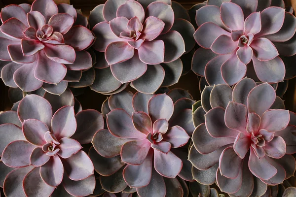 Plantas suculentas na caixa — Fotografia de Stock