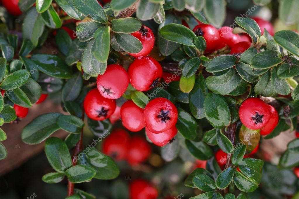 Rote Beeren (Zwergmispel Horizontalis) im Garten