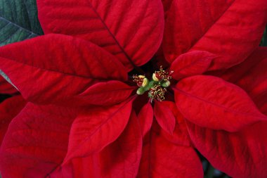 Atatürk çiçeği çiçek (Euphorbia pulcherrima)