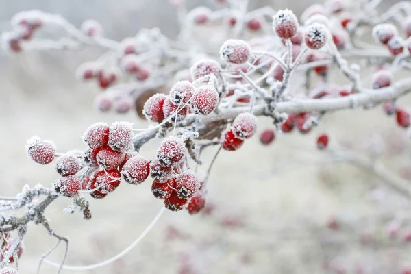 Frosted hawthorn berries