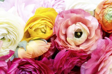 Düğünçiçeği çiçekler, duvar kağıdı