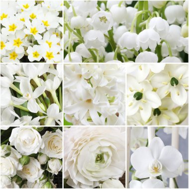 Collage with white flowers clipart