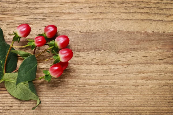 Moss and hypericum plant on wooden background, — Stock Photo, Image