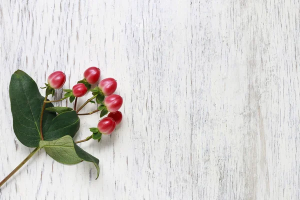 Moss and hypericum plant on wooden background, — Stock Photo, Image