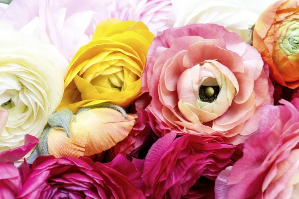 Ranunculus flowers, wallpaper — Stock Photo, Image