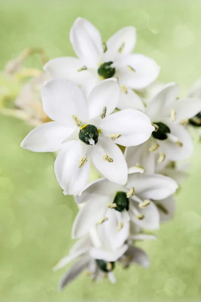 Fondo de primavera con flor estrella árabe (ornithogalum arabicu —  Fotos de Stock