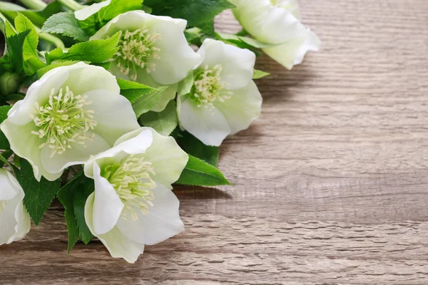 Flores de heléboro (helleborus orientalis) sobre madeira — Fotografia de Stock