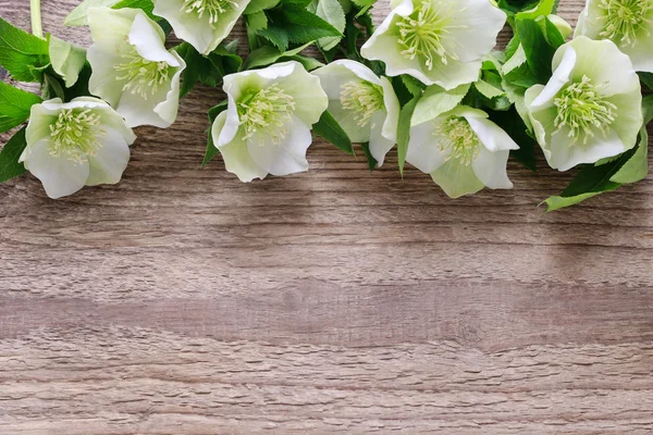 Hellebore flores (helleborus orientalis) en madera — Foto de Stock