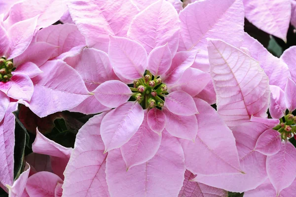 Julstjärna blomman (Euphorbia pulcherrima) — Stockfoto