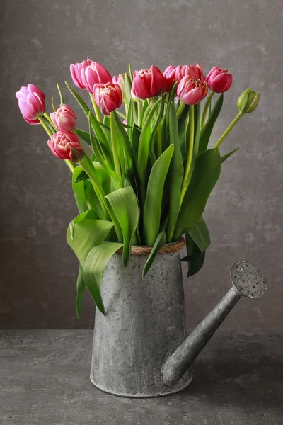 Beautiful pink tulips in silver watering can — Stock Photo, Image