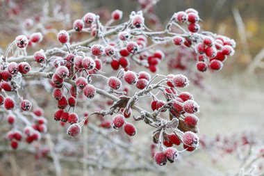 Alıç çilek bahçesinde buzlu.