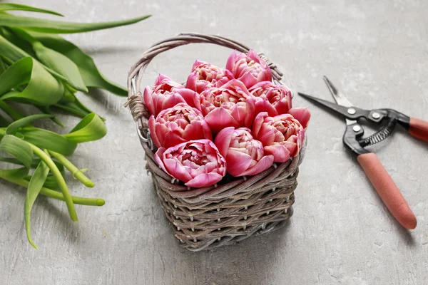 How to make bouquet of tulips in wicker basket - step by step — Stock Photo, Image
