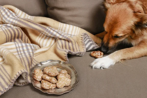 Perro comiendo una galleta en el sofá — Foto de Stock