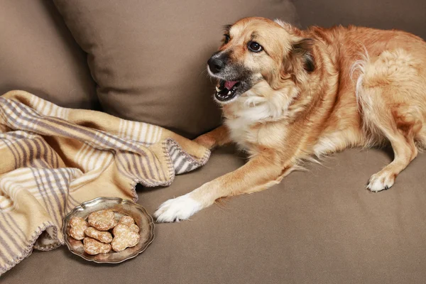 Perro comiendo una galleta en el sofá — Foto de Stock