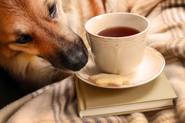 El perro roba una galleta — Foto de Stock